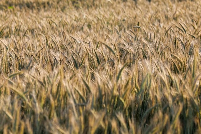 Field of wheat
