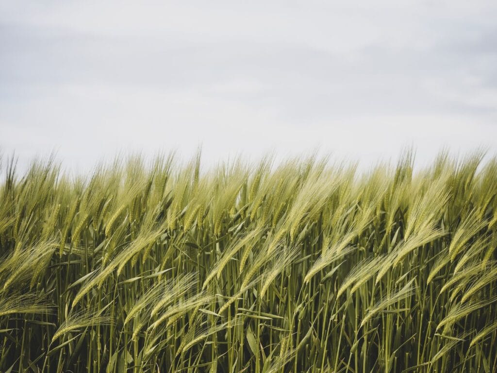 A field of wheat